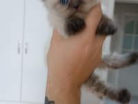 Safkan himalayan yavrularım