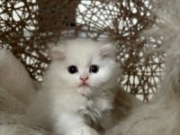 British Longhair Kedisi
