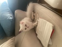 TUVALET EĞİTİMLİ SAFKAN İRAN KEDİMİZ