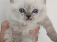 Blue point kedimiz