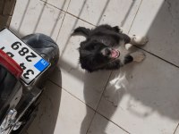 3 Aylık Border Collie 3 yavru küçük 3