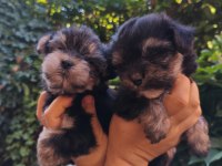 Yorkshire terrier yavru köpekleri