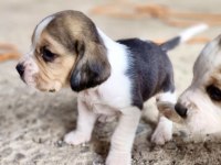 Safkan beagle bebekler