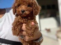 TOY POODLE YAVRULARI