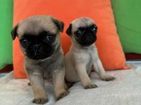 Safkan pug yavruları Gaziantep
