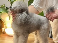 Silver Toy Poodle Show Seviye