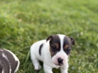 Jack russell orijinal kısa bacak kısa kuyruk