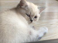 Safkan yavrular british shorthair