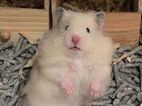 HAMSTER-GONZALES YAVRULARI HERYERE GÖNDERİM