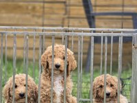 Avrupa Kan Hattı Dev Poodle Yavruları