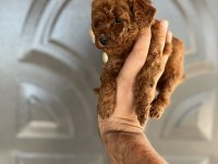 Toy poodle bebekler