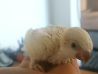 Bebek Monk Papağanı