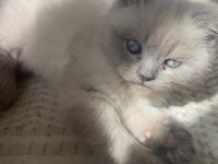 British longhair beyaz kedimiz