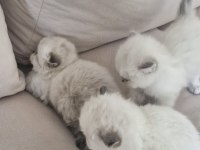 Sevgi Dolu Yuvalarını Arayan 3 British Longhair Yavru