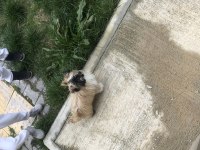 Shih tzu uygun