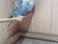 EŞLİ MUHABBET KUŞLARI