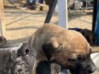 Safkan dişi presa canario