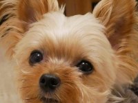 Gold silver renk yorkshire terrier
