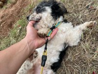 Terrier glen of ımaal