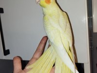 Sultan Papağanı Yavru