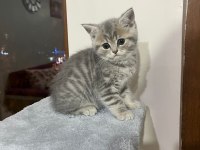 2 aylık yavru cins kedilerimiz