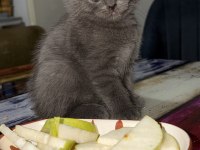 İKİ TATLI YAVRU KEDİMİZ SAHİPLENDİRİLECEKTİR