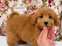 RED MALTİPOO BİBLO KIZIMIZ
