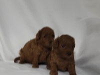 IRK VE SAĞLIK GARANTİLİ TOY POODLE DİŞİ