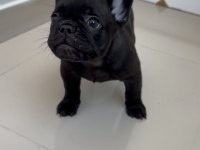 TÜM EXOTIC RENKLERİ TAŞIYAN EXOTIC FRANSIZ BULLDOGLAR
