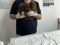 Teacup premium poodle yavrularımız