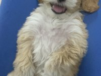 Maltipoo 3 aylık erkek