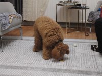 Sevecen güzel köpeğimiz