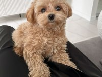 Yuvasına Gitmeye Hazır Maltipoo Bebekler