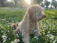 10 Aylık Eğitimli Maltipoo