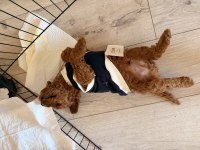 2 aylık dişi erkek poodle yavrularım