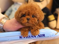 Korenın En Ozel Toy Poodle Bebıslerı