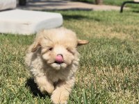 Akıllı ve Tüy Dökmeyen Karakteriyle Maltipoo Yavrusu