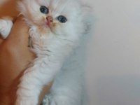 Sampiyon anne babadan saf british longhair bebekler