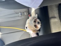5 aylık Shih Tzu