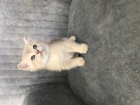 Altın british shorthair bebişler