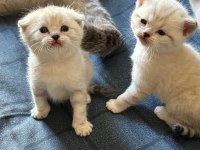 Birbirinden Güzel British Shorthair Bebeklerimiz