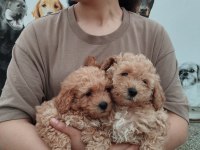 Maltipoo bebek yüzlü tatlılar