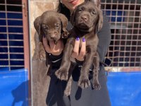 Labrador retriever yavrularım sağlık ve ırk garantilidir