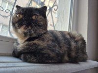 Kaplumbağa kabuğu renginden scottish fold