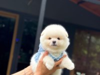 Karbeyaz Pomeranian Boo