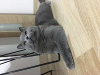 5 yasında erkek kedimiz
