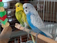 Yellowface Dişi Sky Blue Erkek Muhabbet Kuşu