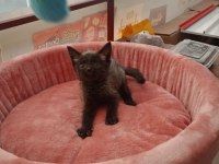 BLUE POİNT SİYAM KEDİSİ YAVRULARIMIZ