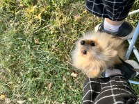 Pomeranian köpeğimiz Boykamıza güzel bir yuva