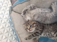Pamuk şekerlerim kedilerim